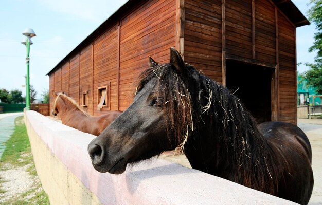 馬舎にいる馬