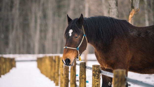 Horse In stable