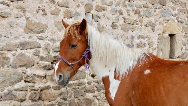 Photo horse standing against brick wall