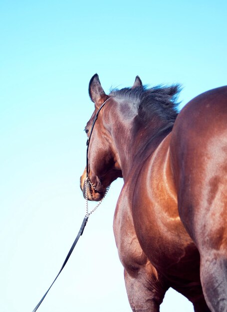 Foto cavallo in piedi contro un cielo limpido