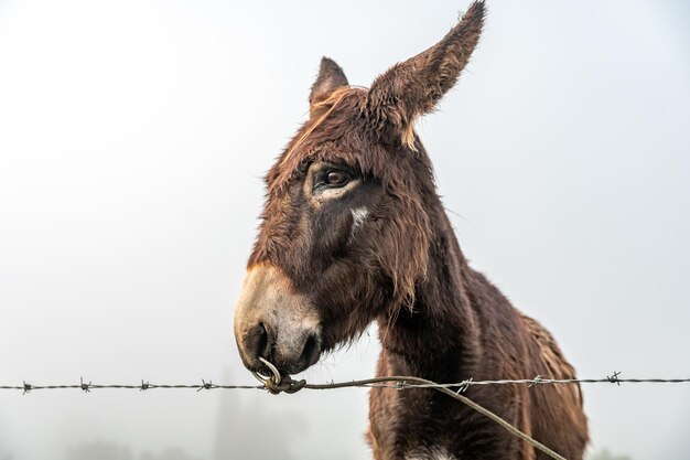 Photo horse standing against clear sky