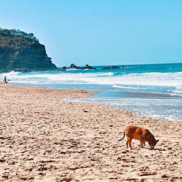 Foto cavallo in piedi sulla spiaggia