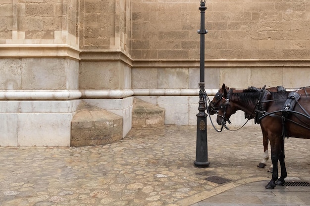 Foto cavallo in piedi in un edificio