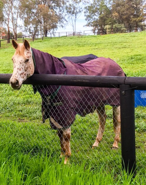 Photo horse standing by fence on grassy field