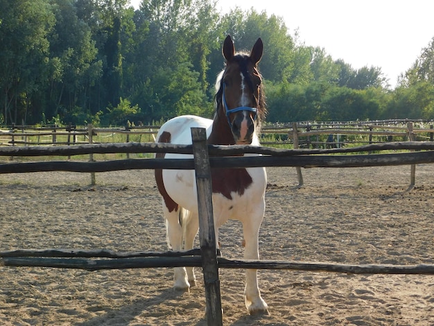 写真 レーニングのそばに立っている馬