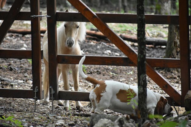 Photo horse standing in a farm