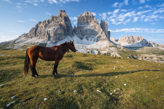 Foto cavallo in piedi sul campo contro la catena montuosa