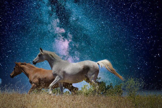 Horse standing on field against sky