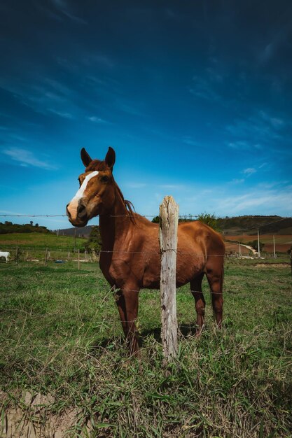 Horse standing in field against sky