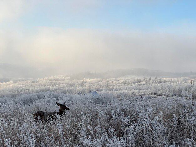 Foto cavallo in piedi sul campo contro il cielo