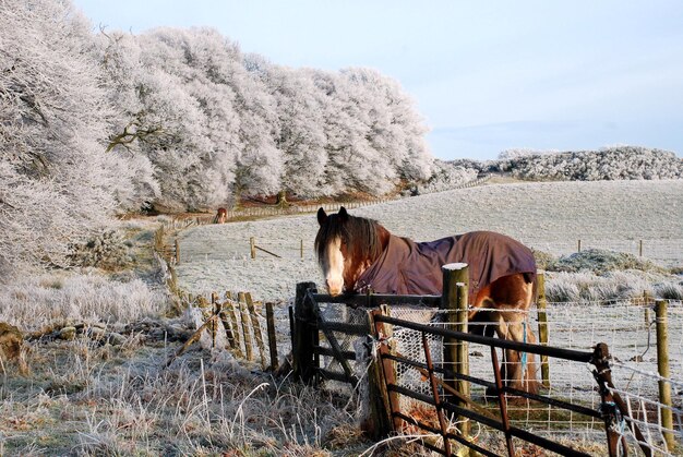 Photo horse standing on field against sky