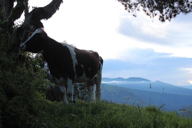 Horse standing on field against sky