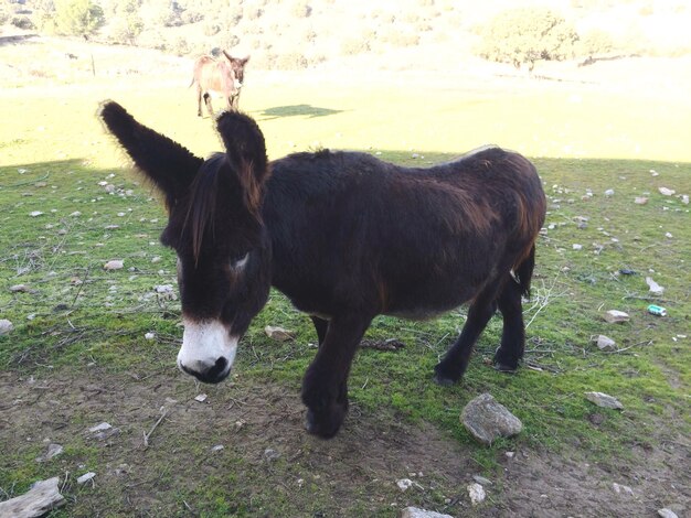 Foto cavallo in piedi sul campo contro il cielo