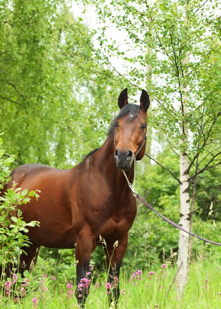 Horse standing on field against trees