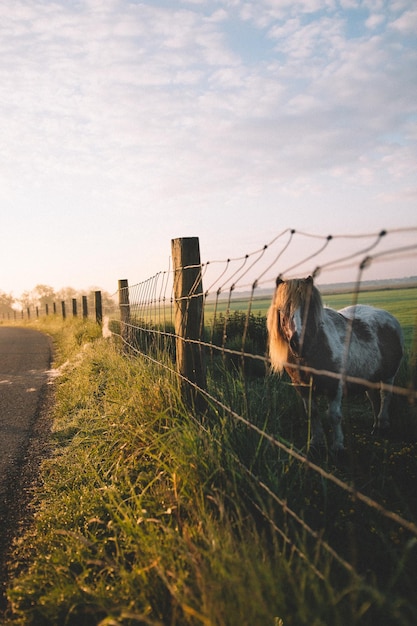 Photo horse standing on field at farm against sky during sunset