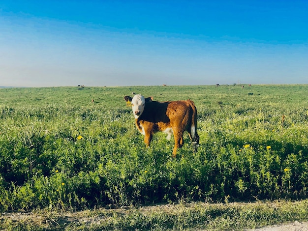 Horse standing in field