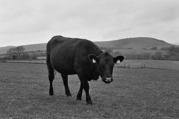 Photo horse standing in a field