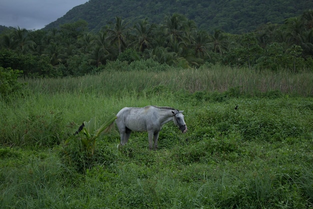 Horse standing in field