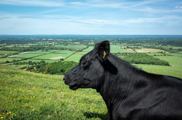 Horse standing in a field