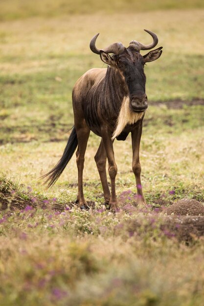 Foto cavallo in piedi in un campo