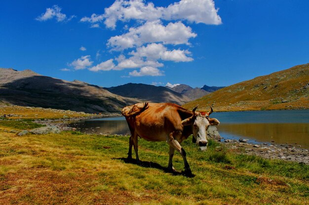 Horse standing in a field