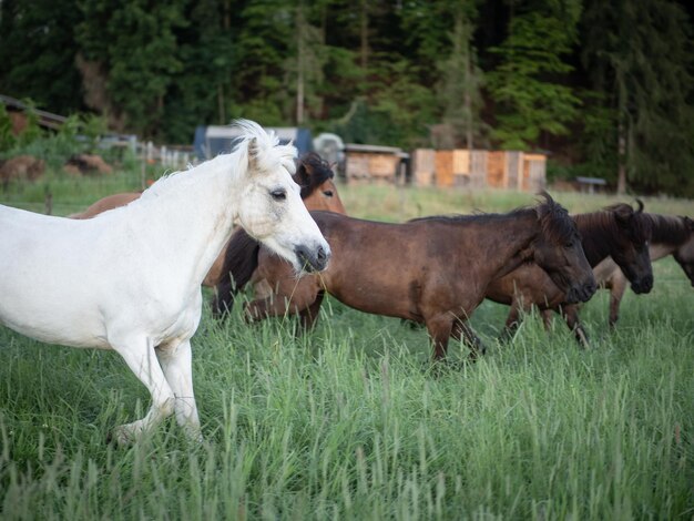 Horse standing on field