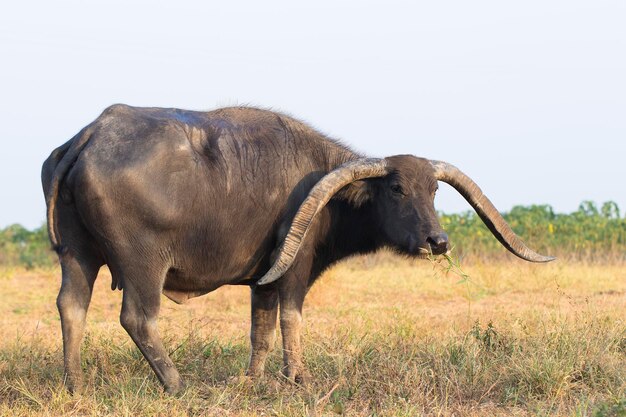 Foto cavallo in piedi in un campo