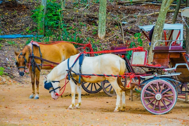 Photo horse standing on field