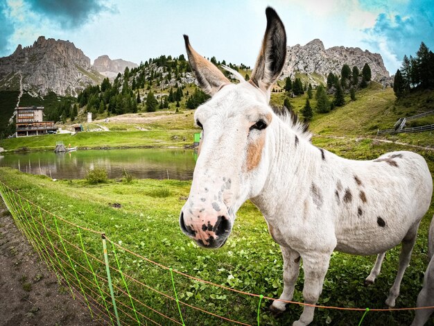 Foto cavallo in piedi sul campo