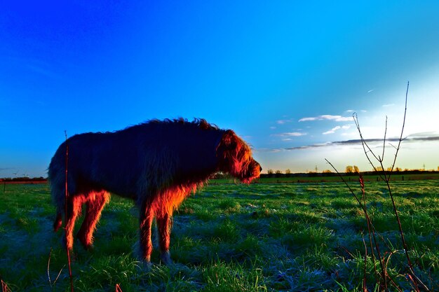 Horse standing in a field