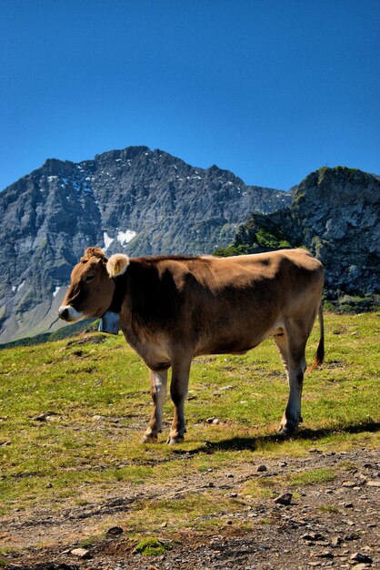 Horse standing in a field