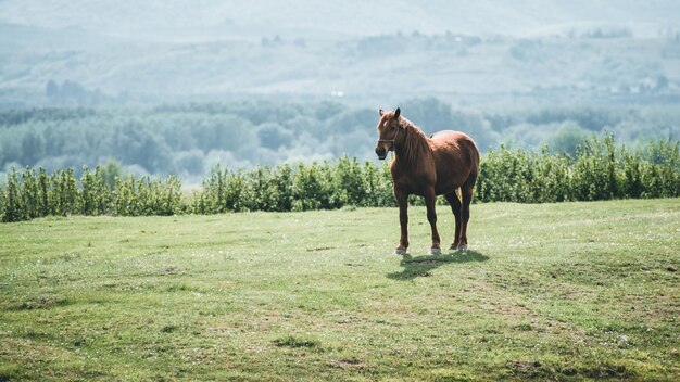 Horse standing in a field