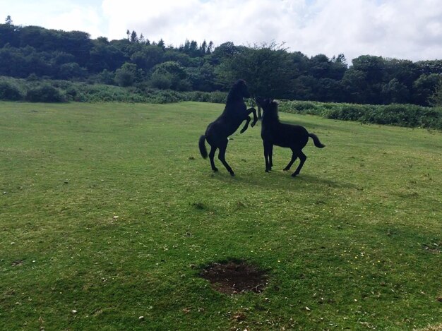 Photo horse standing in a field