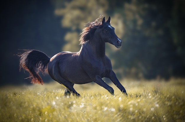 horse standing on field