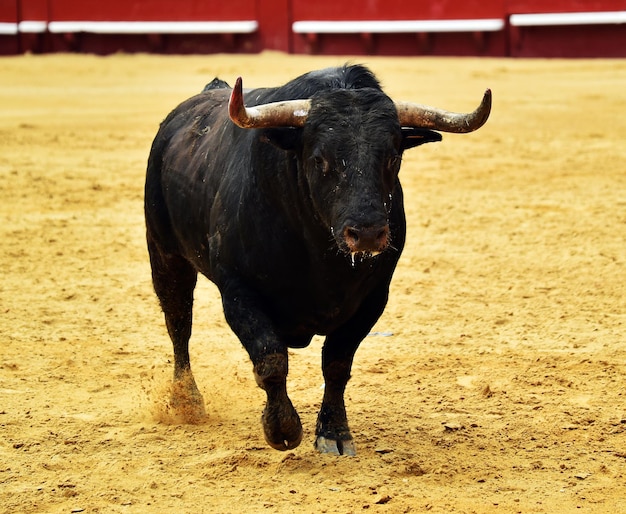 Foto cavallo in piedi in un campo