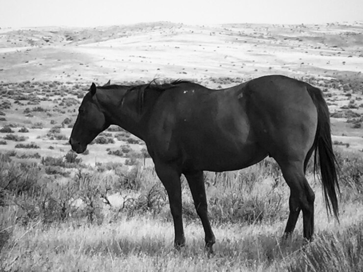 Photo horse standing in a field