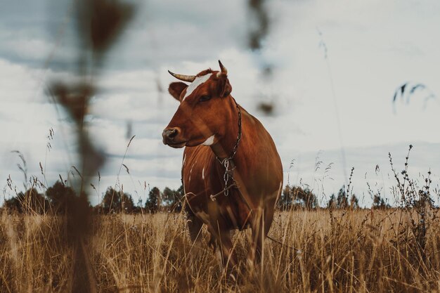 Photo horse standing on field