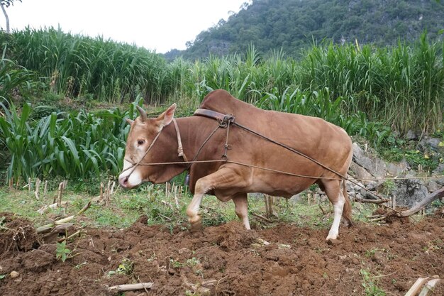 Foto cavallo in piedi sul campo