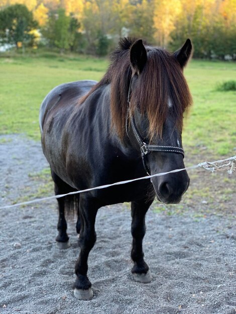 Foto cavallo in piedi in un campo