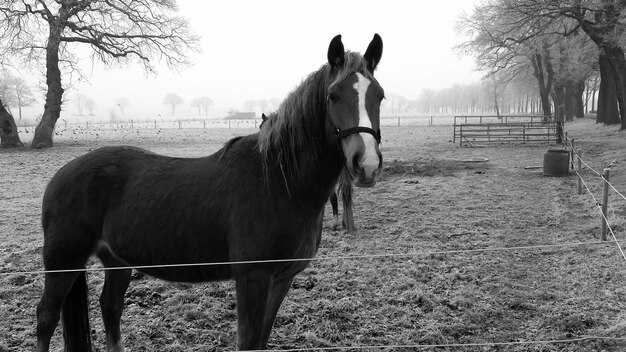 Horse standing in field