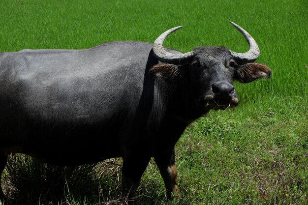 Foto cavallo in piedi in un campo