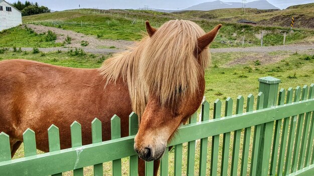 Horse standing in field