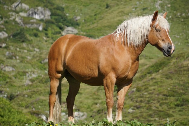 Foto cavallo in piedi in un campo