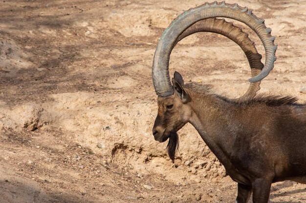 Foto cavallo in piedi in un campo