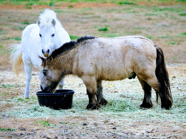 Foto cavallo in piedi sul campo