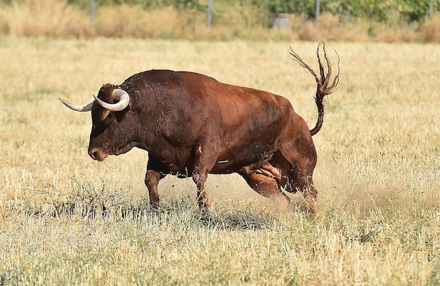 Foto cavallo in piedi in un campo