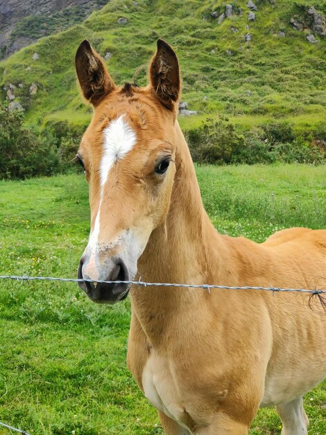 Photo horse standing in a field