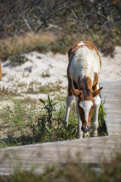 Photo horse standing in a field