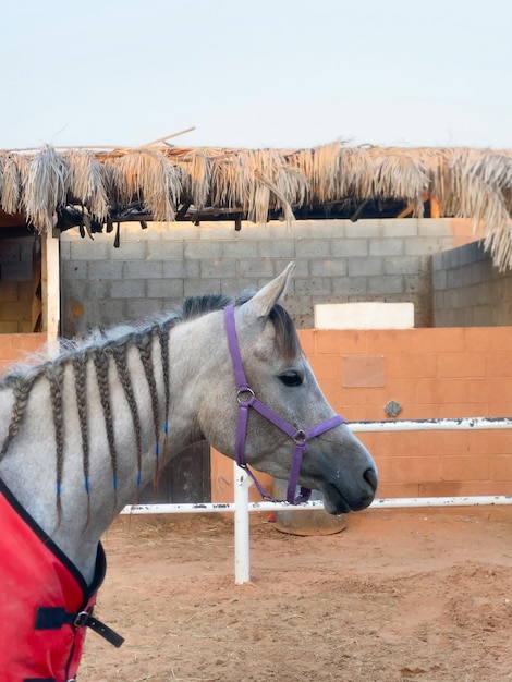 Foto cavallo in piedi sul campo