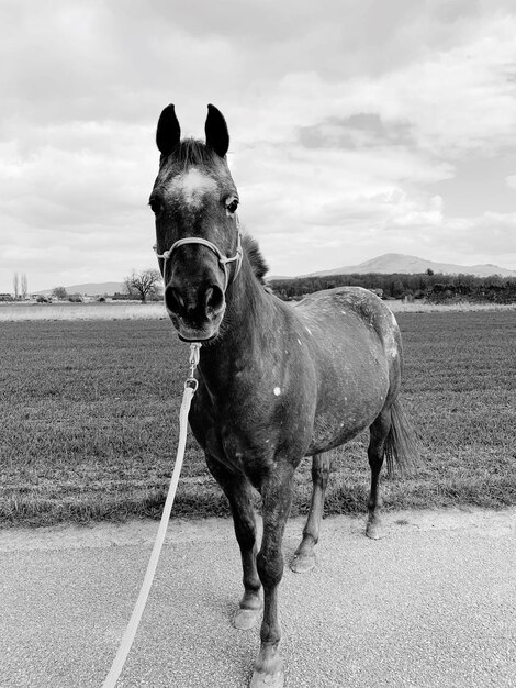 Photo horse standing in field